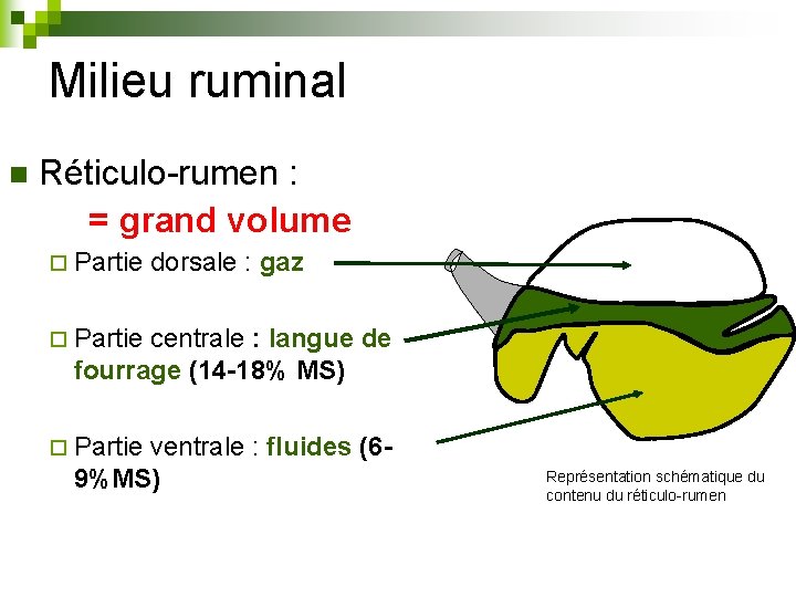 Milieu ruminal n Réticulo-rumen : = grand volume ¨ Partie dorsale : gaz ¨