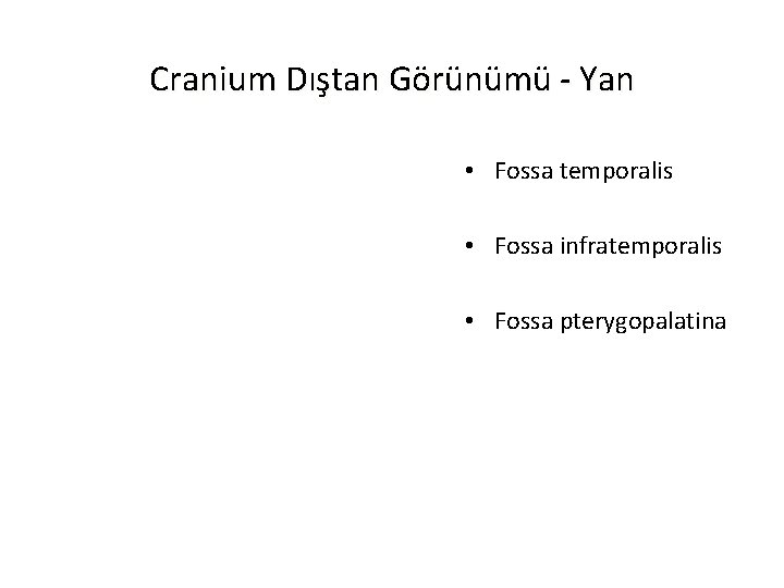 Cranium Dıştan Görünümü - Yan • Fossa temporalis • Fossa infratemporalis • Fossa pterygopalatina