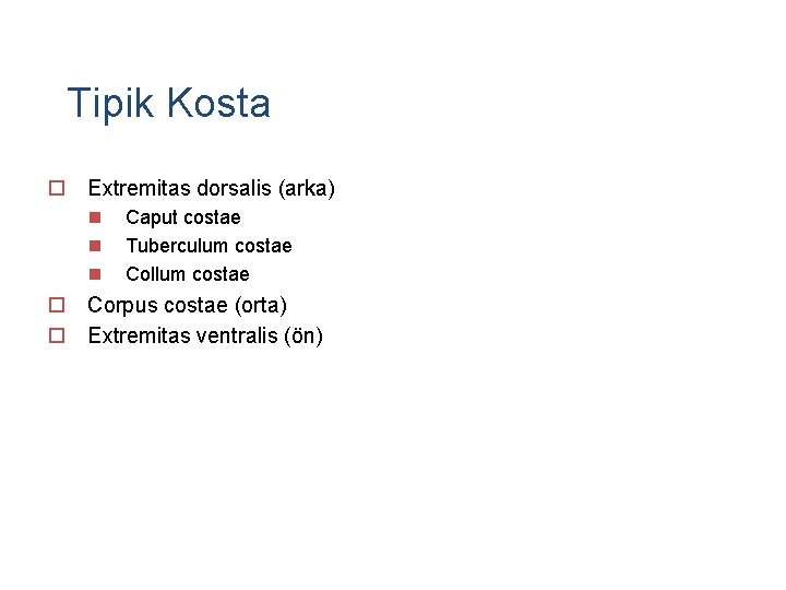 Tipik Kosta o Extremitas dorsalis (arka) n n n Caput costae Tuberculum costae Collum