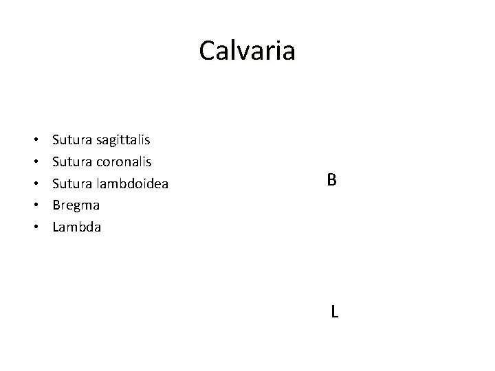 Calvaria • • • Sutura sagittalis Sutura coronalis Sutura lambdoidea Bregma Lambda B L