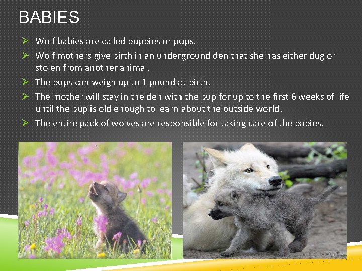 BABIES Ø Wolf babies are called puppies or pups. Ø Wolf mothers give birth