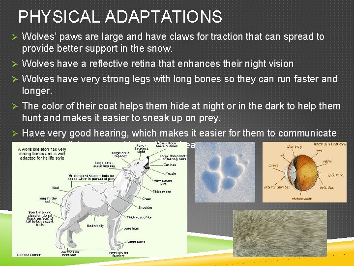 PHYSICAL ADAPTATIONS Ø Wolves’ paws are large and have claws for traction that can