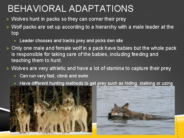 BEHAVIORAL ADAPTATIONS Ø Wolves hunt in packs so they can corner their prey Ø