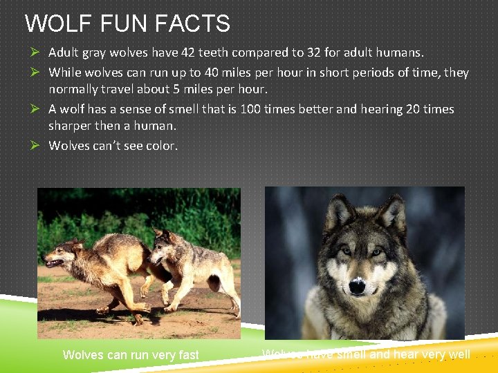 WOLF FUN FACTS Ø Adult gray wolves have 42 teeth compared to 32 for