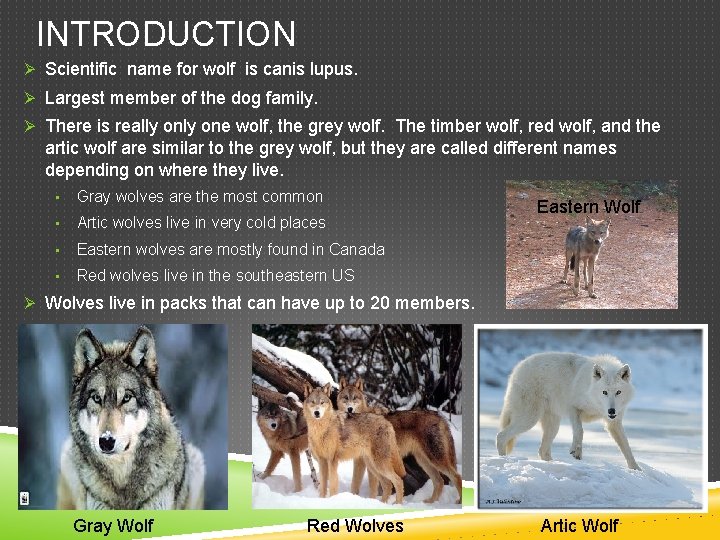 INTRODUCTION Ø Scientific name for wolf is canis lupus. Ø Largest member of the