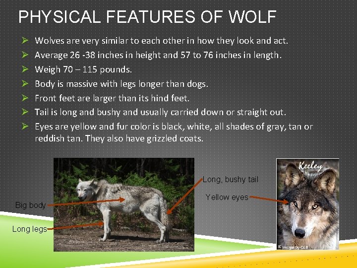 PHYSICAL FEATURES OF WOLF Ø Ø Ø Ø Wolves are very similar to each