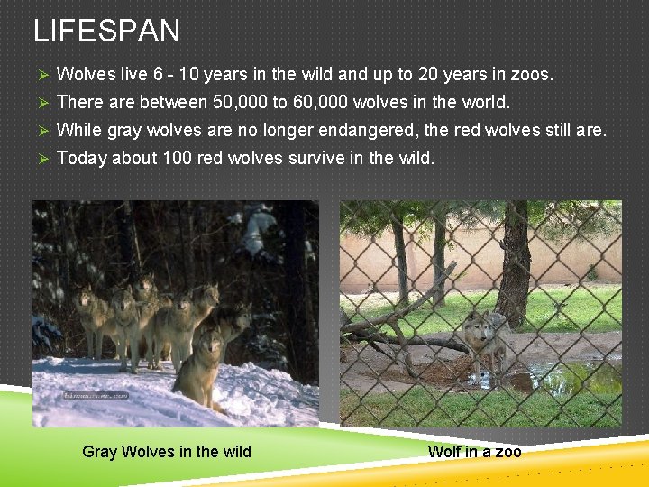 LIFESPAN Ø Wolves live 6 - 10 years in the wild and up to