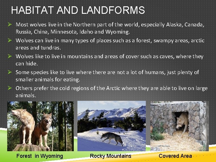 HABITAT AND LANDFORMS Ø Most wolves live in the Northern part of the world,