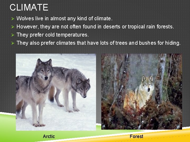CLIMATE Ø Wolves live in almost any kind of climate. Ø However, they are