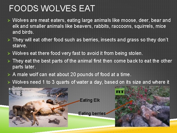 FOODS WOLVES EAT Ø Wolves are meat eaters, eating large animals like moose, deer,