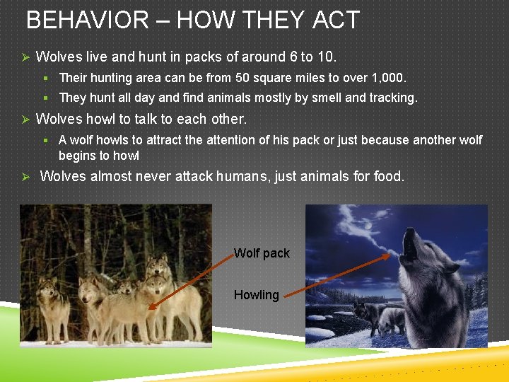 BEHAVIOR – HOW THEY ACT Ø Wolves live and hunt in packs of around