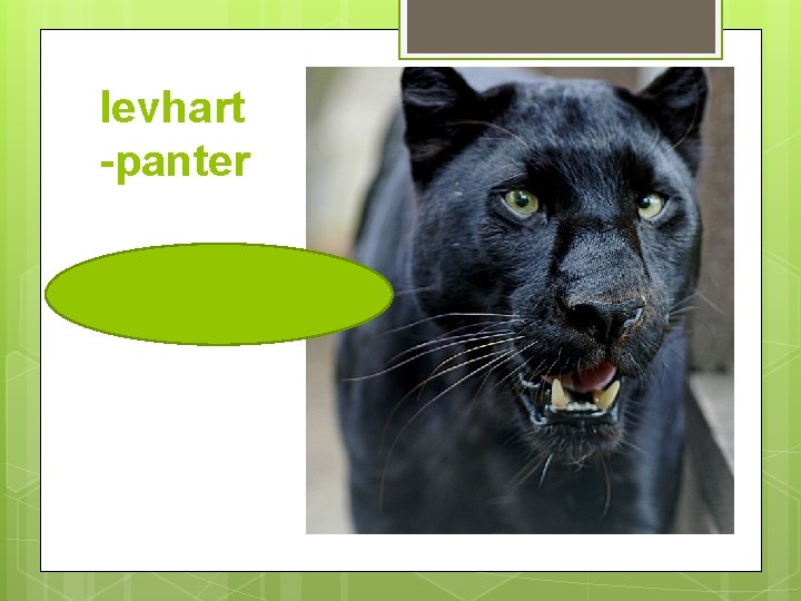 levhart -panter 