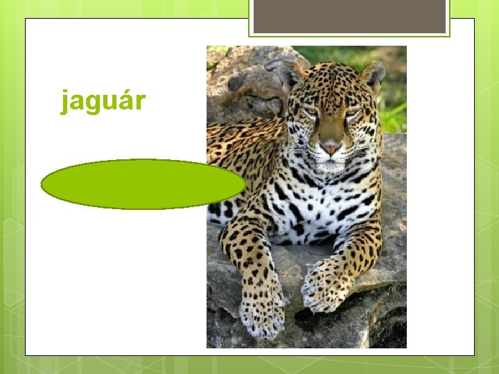 jaguár 