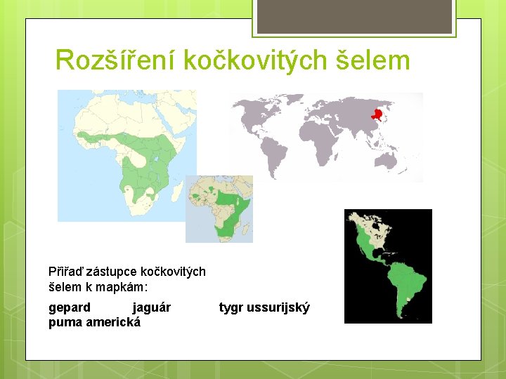 Rozšíření kočkovitých šelem Přiřaď zástupce kočkovitých šelem k mapkám: gepard jaguár tygr ussurijský puma