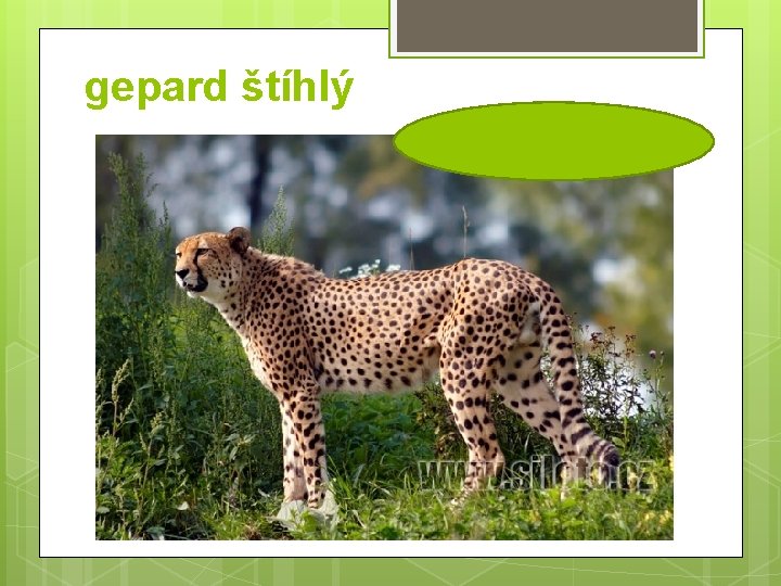 gepard štíhlý 