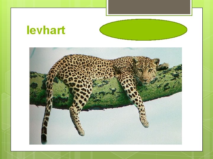 levhart 