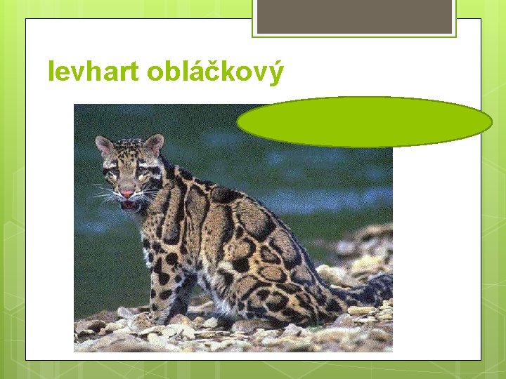 levhart obláčkový 