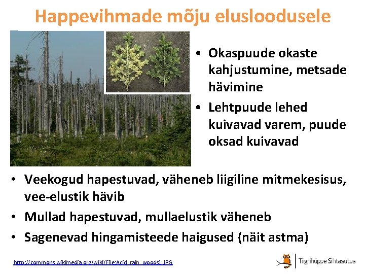 Happevihmade mõju elusloodusele • Okaspuude okaste kahjustumine, metsade hävimine • Lehtpuude lehed kuivavad varem,