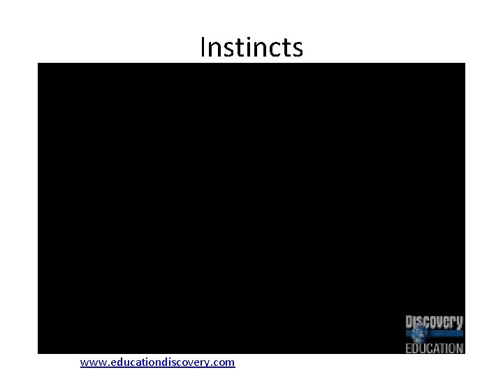 Instincts www. educationdiscovery. com 