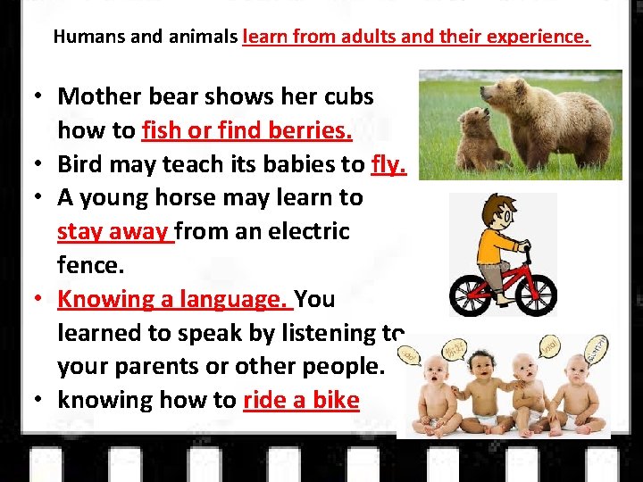 Humans and animals learn from adults and their experience. • Mother bear shows her