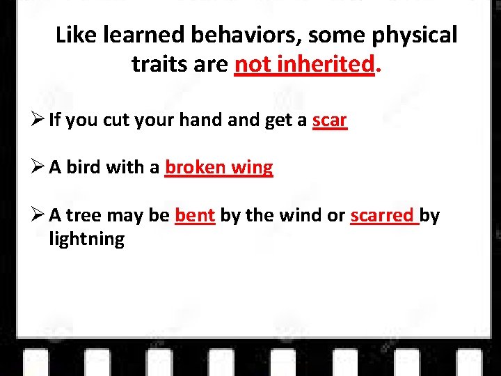 Like learned behaviors, some physical traits are not inherited. If you cut your hand