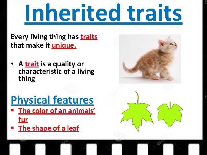 Inherited traits Every living thing has traits that make it unique. • A trait