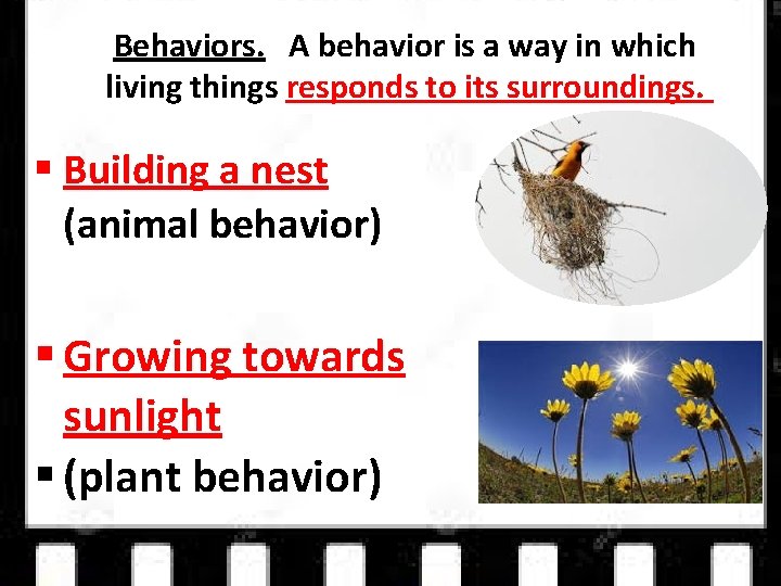 Behaviors. A behavior is a way in which living things responds to its surroundings.