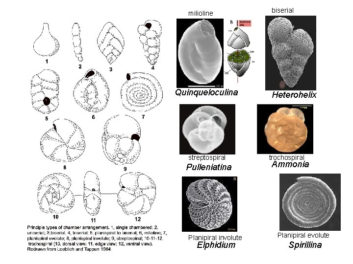 milioline Quinqueloculina streptospiral Pulleniatina Planipiral involute Elphidium biserial Heterohelix trochospiral Ammonia Planipiral evolute Spirillina