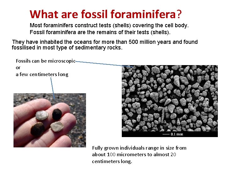 What are fossil foraminifera? Most foraminifers construct tests (shells) covering the cell body. Fossil