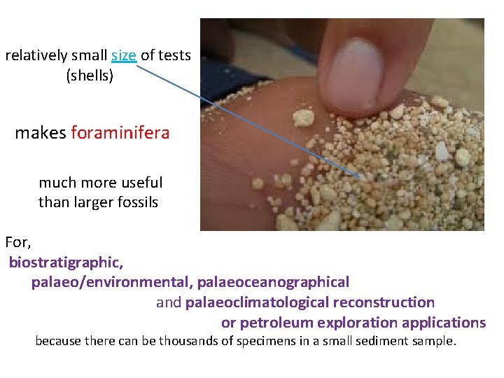 relatively small size of tests (shells) makes foraminifera much more useful than larger fossils