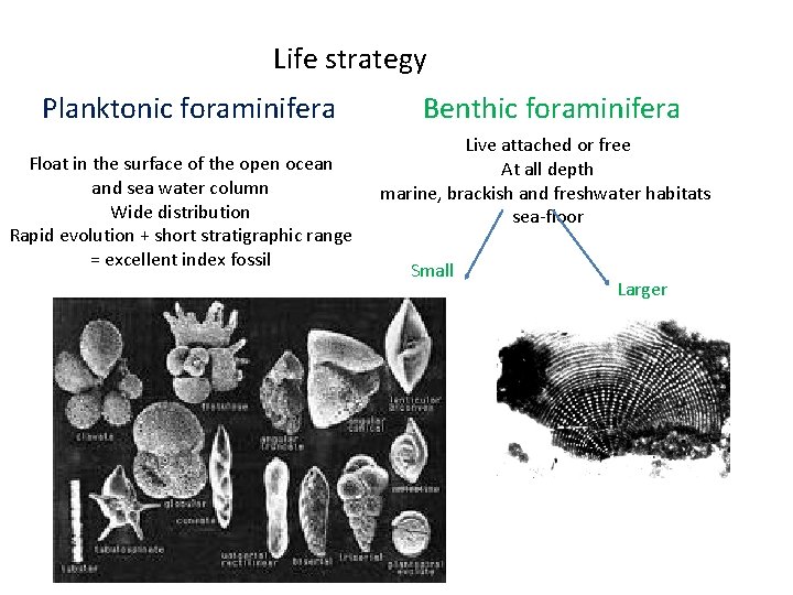 Life strategy Planktonic foraminifera Float in the surface of the open ocean and sea