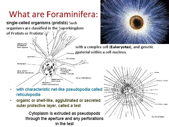 What are Foraminifera: single-celled organisms (protists) Such organisms are classified in the Superkingdom of