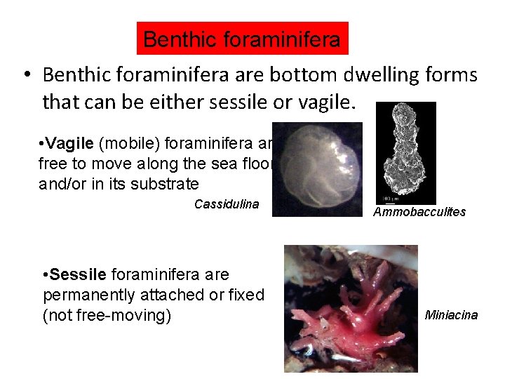 Benthic foraminifera • Benthic foraminifera are bottom dwelling forms that can be either sessile