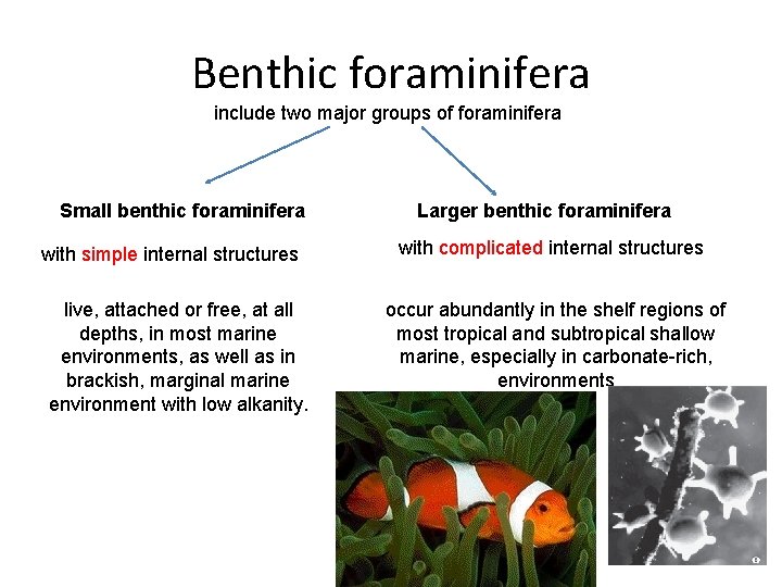 Benthic foraminifera include two major groups of foraminifera Small benthic foraminifera with simple internal