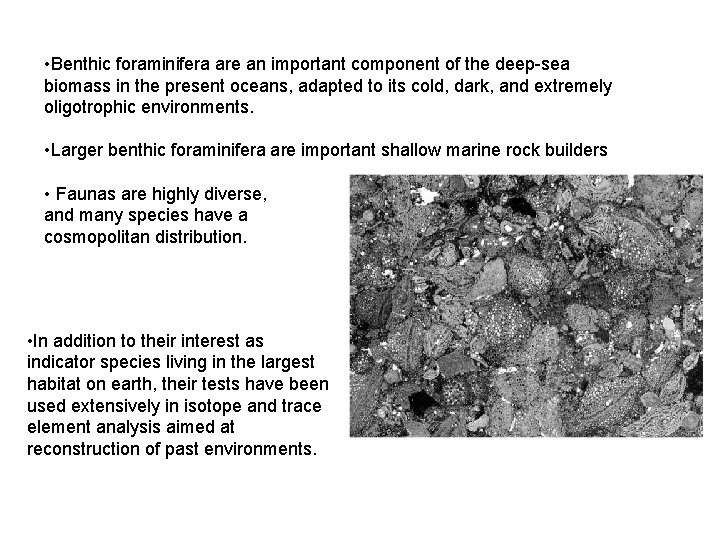  • Benthic foraminifera are an important component of the deep-sea biomass in the