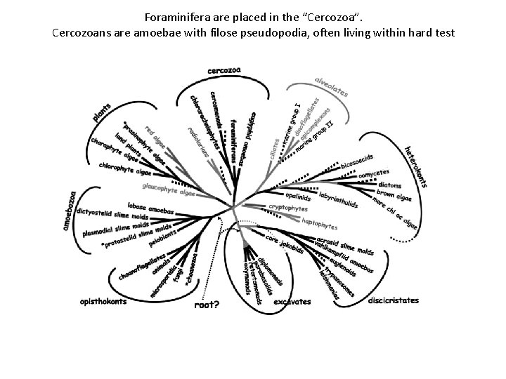 Foraminifera are placed in the “Cercozoa”. Cercozoans are amoebae with filose pseudopodia, often living
