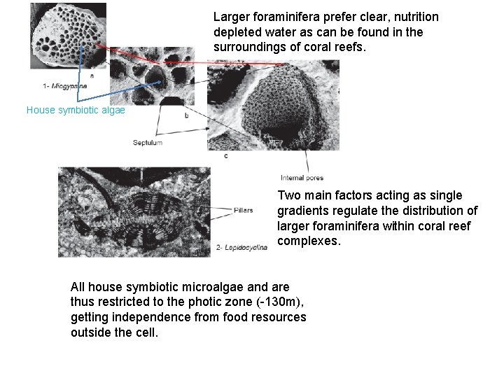 Larger foraminifera prefer clear, nutrition depleted water as can be found in the surroundings