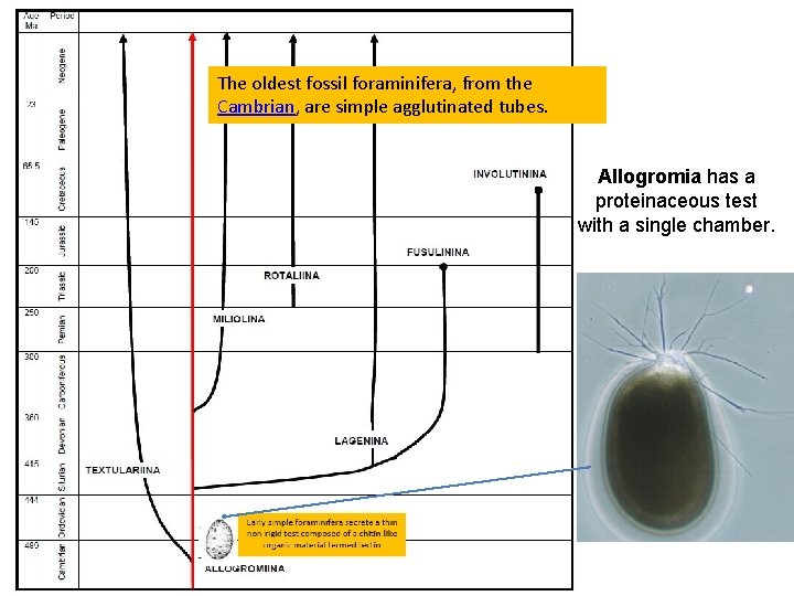 The oldest fossil foraminifera, from the Cambrian, are simple agglutinated tubes. Allogromia has a