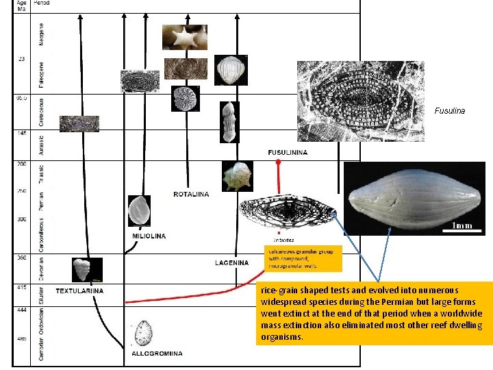 Fusulina rice-grain shaped tests and evolved into numerous widespread species during the Permian but