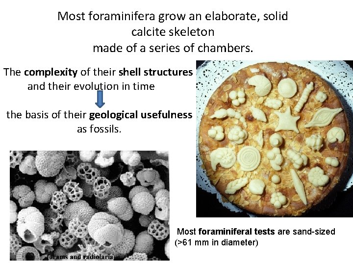 Most foraminifera grow an elaborate, solid calcite skeleton made of a series of chambers.