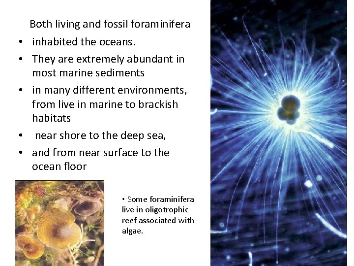  • • • Both living and fossil foraminifera inhabited the oceans. They are