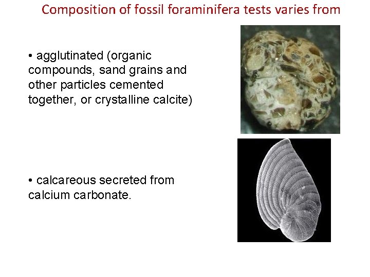 Composition of fossil foraminifera tests varies from • agglutinated (organic compounds, sand grains and