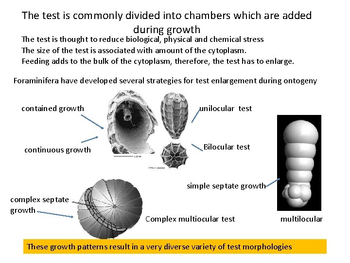 The test is commonly divided into chambers which are added during growth The test