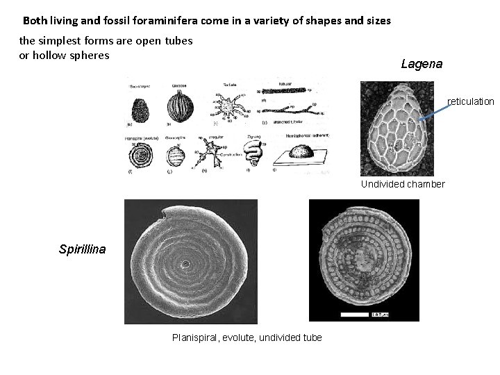 Both living and fossil foraminifera come in a variety of shapes and sizes the