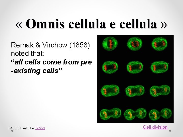  « Omnis cellula e cellula » Remak & Virchow (1858) noted that: “all