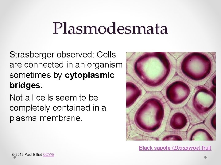 Plasmodesmata Strasberger observed: Cells are connected in an organism sometimes by cytoplasmic bridges. Not