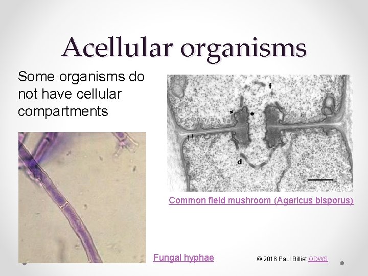 Acellular organisms Some organisms do not have cellular compartments Common field mushroom (Agaricus bisporus)