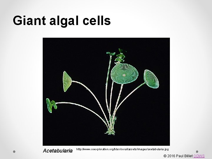 Giant algal cells Acetabularia http: //www. coexploration. org/bbsr/coral/assets/images/acetabularia. jpg © 2016 Paul Billiet ODWS