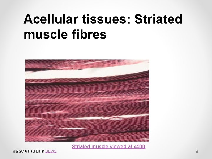 Acellular tissues: Striated muscle fibres © 2016 Paul Billiet ODWS Striated muscle viewed at