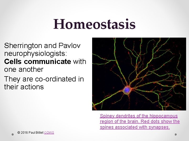 Homeostasis Sherrington and Pavlov neurophysiologists: Cells communicate with one another They are co-ordinated in